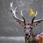 Wild Kingdom: Nature's Wonders